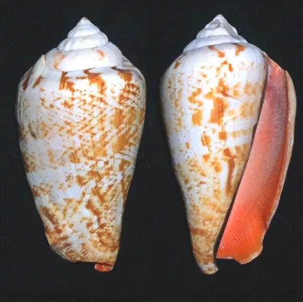 A shell of Conomurex luhuanus (synonym&#160;:  Strombus luhuanus) ( L. 1758)