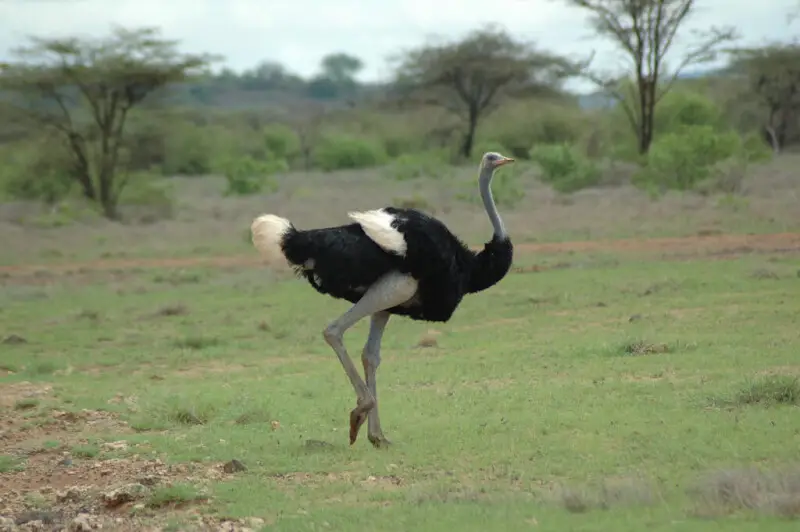 Somali ostrich - Samburu