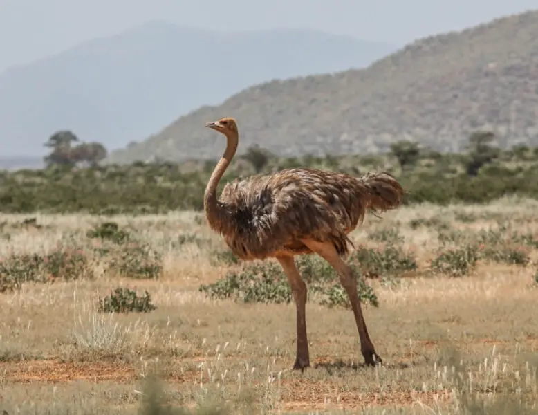 A female Somali Ostrich at Samburu National Reserve, Kenya.