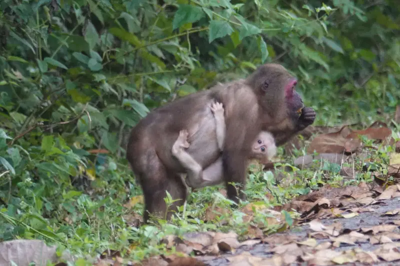 Stump-tailed Macaque at Kaeng Krachan