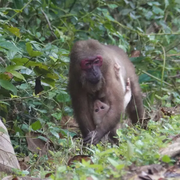 Stump-tailed Macaque at Kaeng Krachan