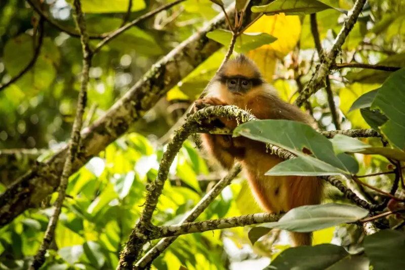 A Yellow-handed Mitered Langur (Presbytis melalophos melalophos), a subspecies of the Sumatran Surili, along the Bukit Tapan road, Kerinci Seblat National Park, Sumatra, Indonesia.