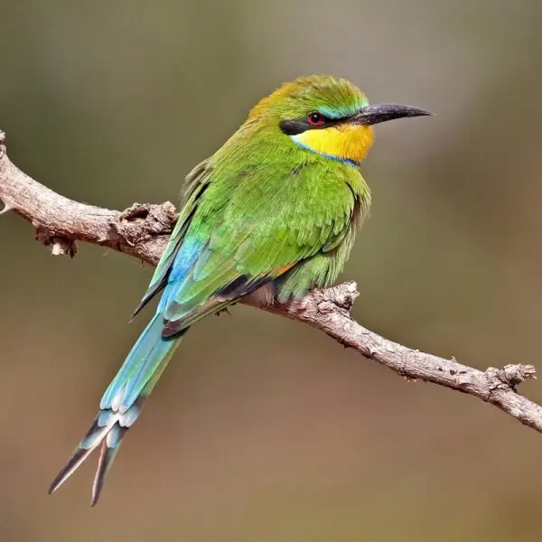 Swallow-tailed bee-eater (Merops hirundineus chrysolaimus) in Senegal.  Bee-eaters catch bees, wasps and other insects in flight by sorties from an open perch.