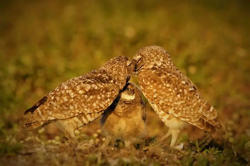 Sweet Kisses - Little Owls
