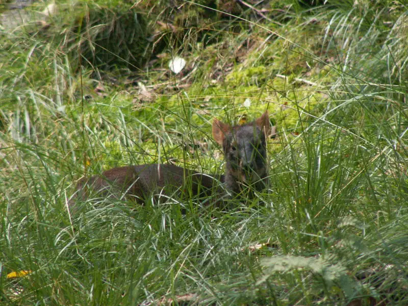 Sydlig pudu