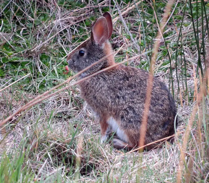 The Andean Rabbit.  Photo from 4000 meters elevation in the bunchgrass paramo around Mt. Chimborazo, Ecuador.