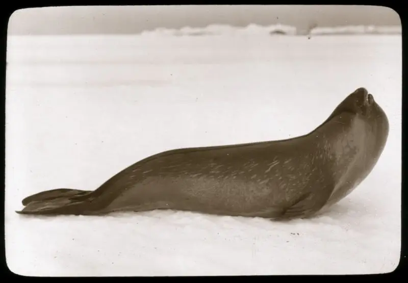 rare ross seal photo from 1913