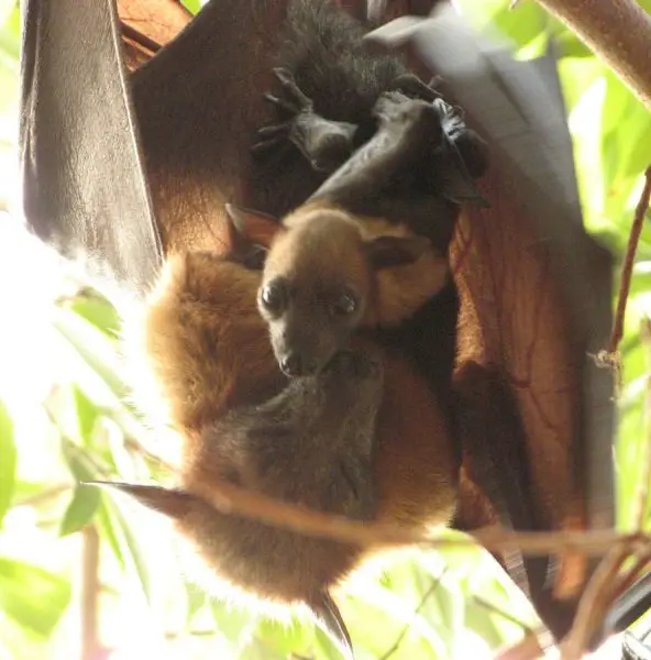 Lyle's Flying Fox photo