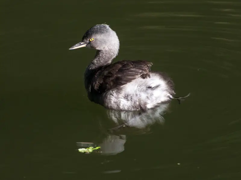 Least Grebe Tachybaptus dominicus; Nanciyaga, Catemaco, Veracruz, Mexico