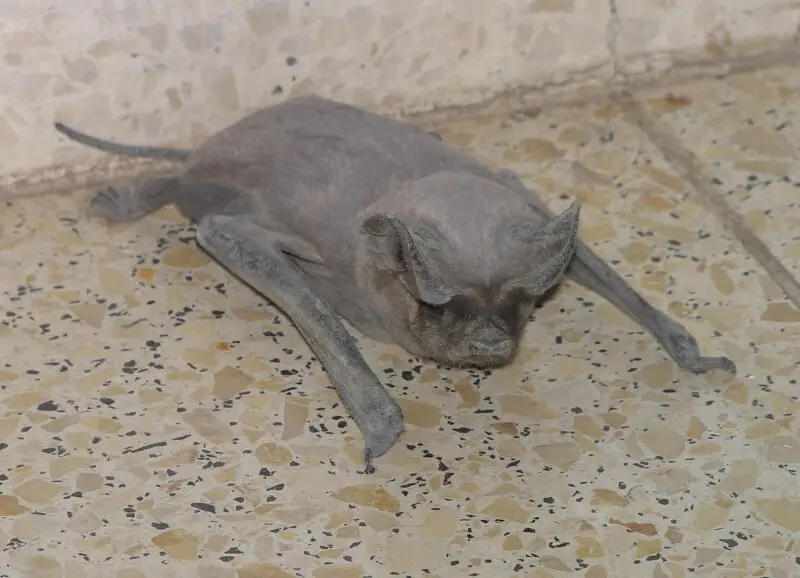 European Free-tailed Bat (Tadarida teniotis) in Beer Sheva, Israel