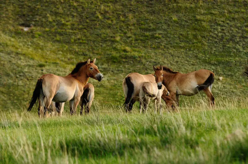 Przewalski's Horse photo