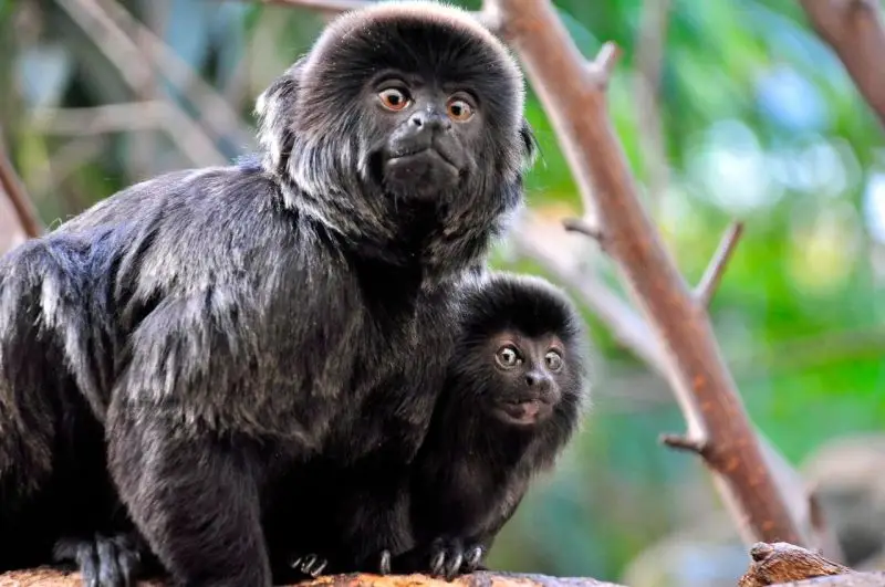 Tamarin Baby/Goeldi's monkey