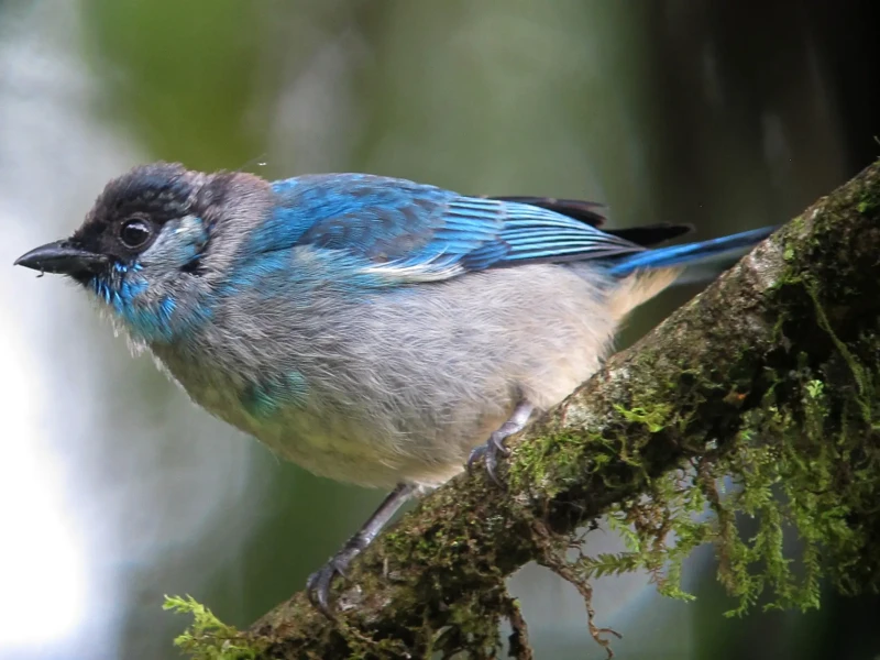 Golden-naped tanager