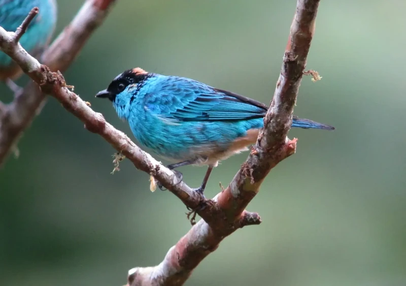 Golden-naped tanager