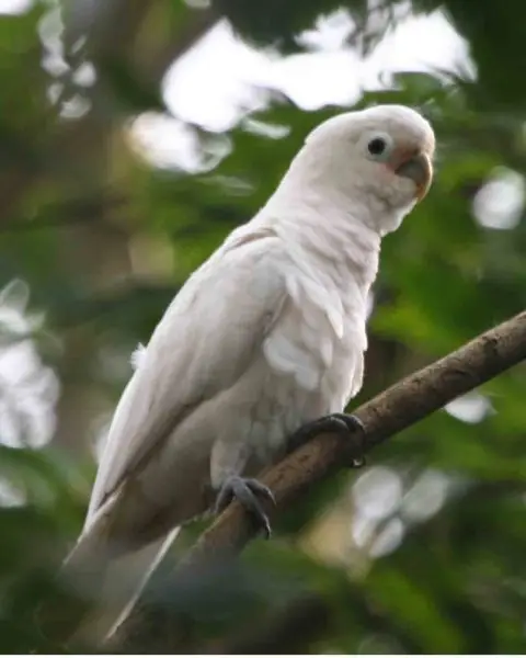 Tanimbar Cockatoo (Cacatua goffiniana)