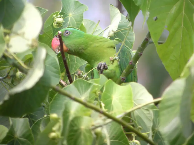 Blue-naped Parrot at Subic Bay, Luzon, Philippines.