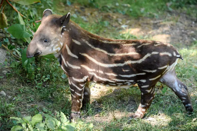 Tapir Calf Stripes