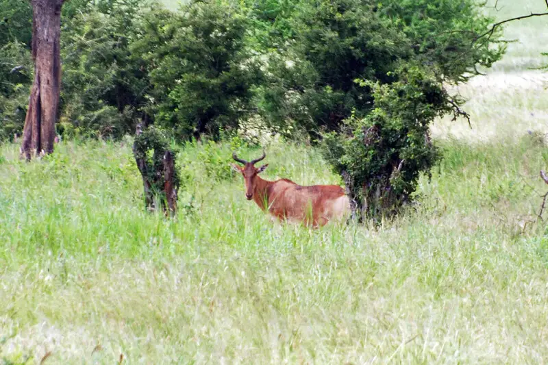 Coke's Hartebeest (Alcelaphus buselaphus cokii) or Kongoni is a grassland antelope native to Kenya and Tanzania.