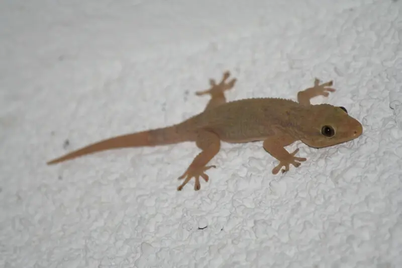 American Wall Gecko (Tarentola americana)