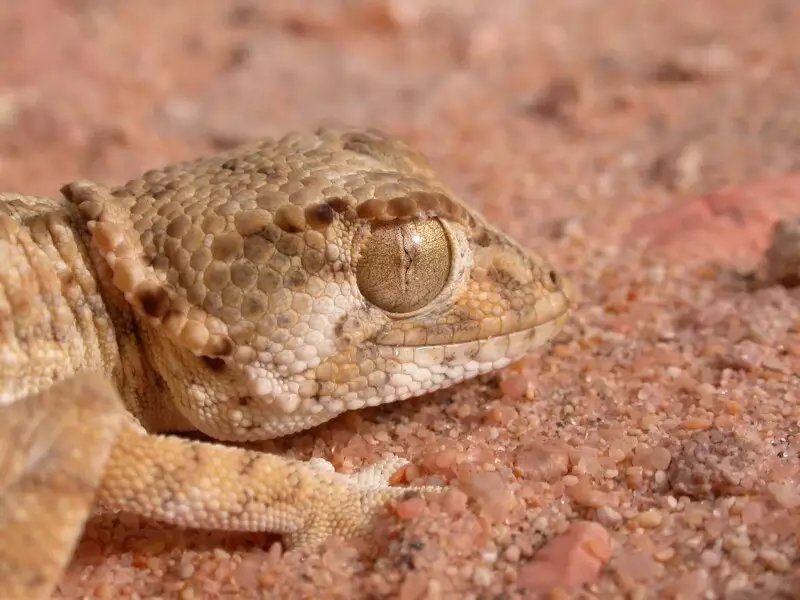 Helmethead Gecko (Tarentola chazaliae)