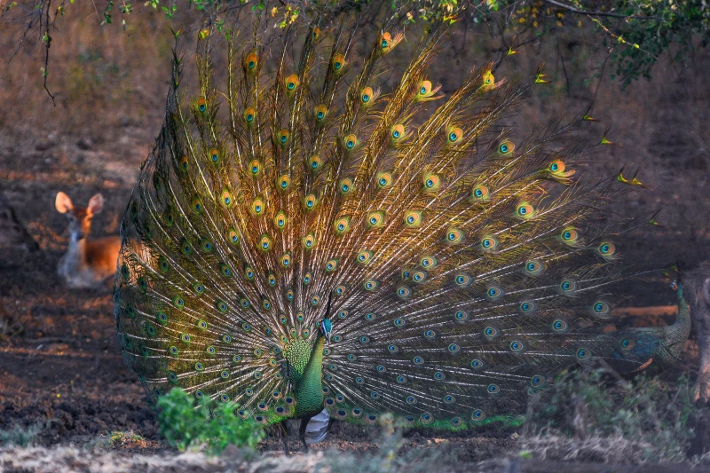 Green Peafowl photo