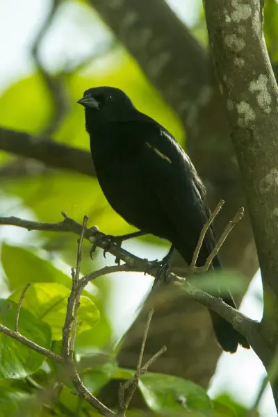Tawny-shouldered Blackbird - Cuba_S4E0227