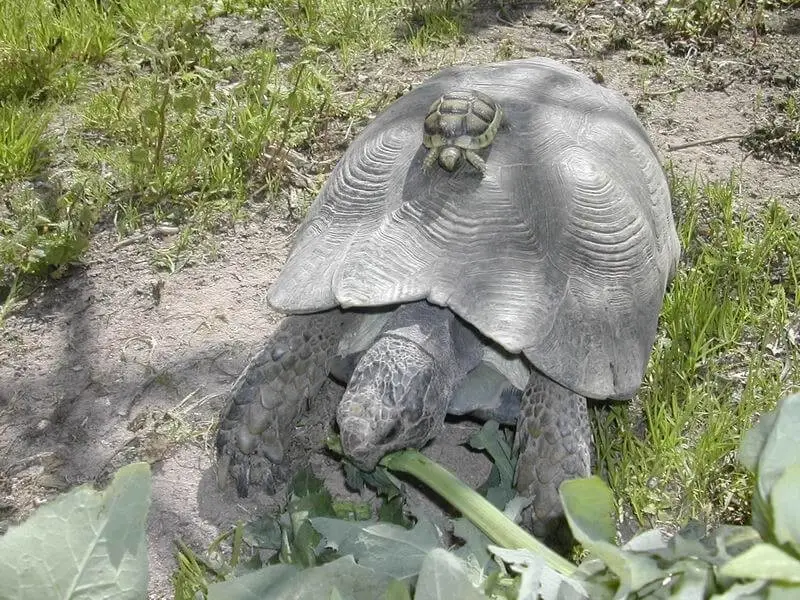 Marginated Tortoise photo