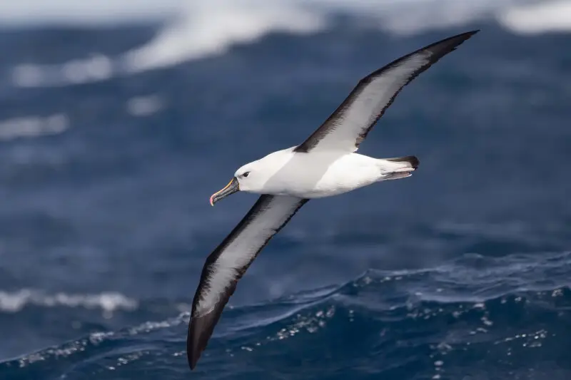 Indian Yellow-nosed Albatross (Thalassarche carteri), east of Port Stephens, New South Wales, Australia