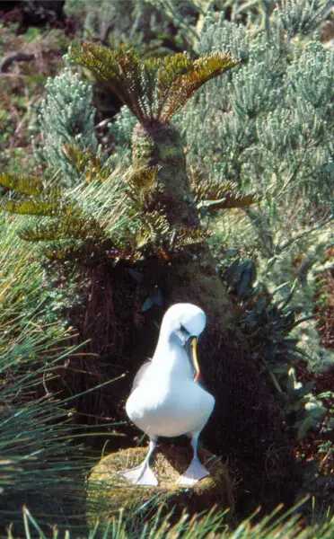 Gough Island. The Atlantic yellow-nosed albatross (Thalassarche chlororhynchos), which breeds on the island, is classified as endangered (EN A4bd) on the World Conservation Union Natural Resources Red List 2004. Although originally endangered as a result 