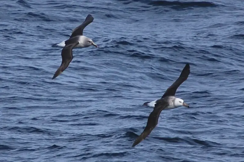 Two Grey-headed Albatrosses flying in Southern Ocean, Drake's Passage.