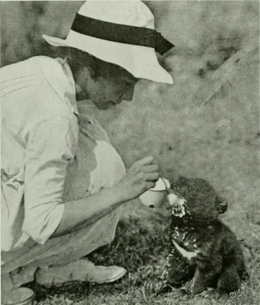 Mrs. Yvette Borup Andrews (wife of Roy Chapman Andrews) feeding Tibetan Bear cub
Title: The American Museum journal
Identifier: americanmuseumjo17amer (find matches)
Year: c1900-(1918) (c190s)
Authors: American Museum of Natural History
Subjects: Natural 