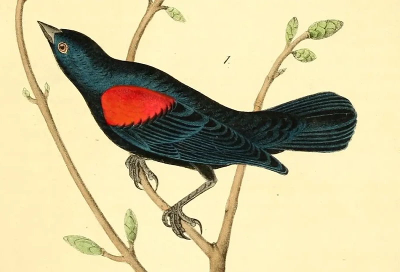 Red-shouldered blackbird
