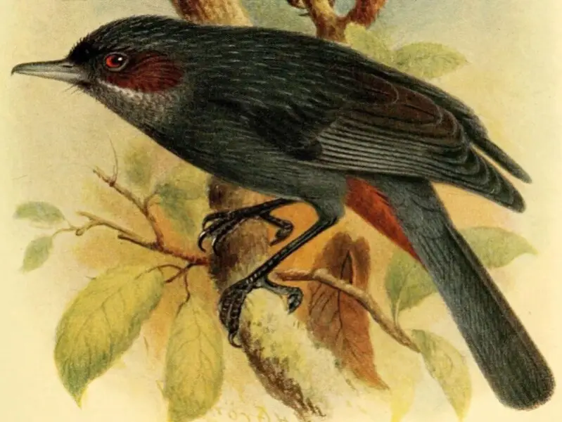 Birds of British Guiana. 
Vol. II. PI. VIII. 
Diglossa major. 

Greater Gitit-i.iiit.