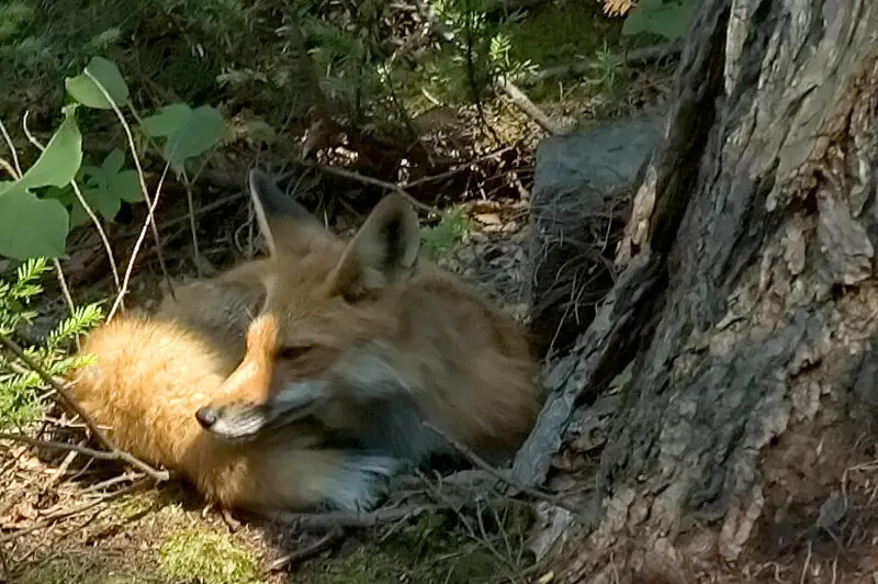 Really not bothered that we're there are all...The fox beside the cottage 02