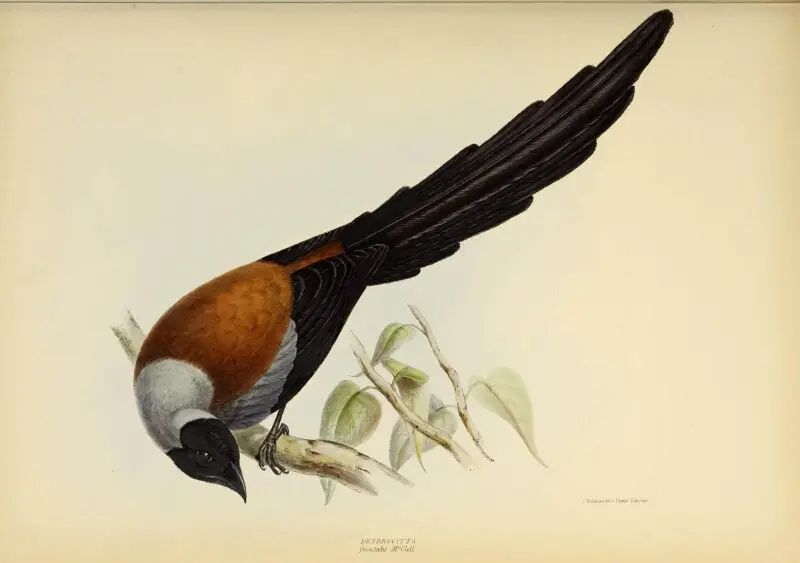 The genera of birds&#160;: comprising their generic characters, a notice of the habits of each genus, and an extensive list of species referred to their several genera /