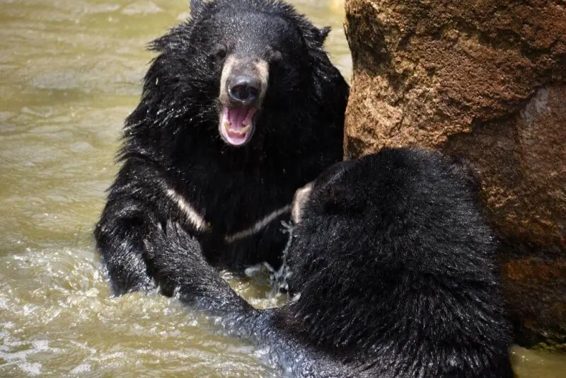 The Himalayan black bears go in hibernation during winters. To survive this winter period, the bears need to eat and store fats before they go to hibernate. The changing weather pattern often results in a lack of available natural food and as a result, th