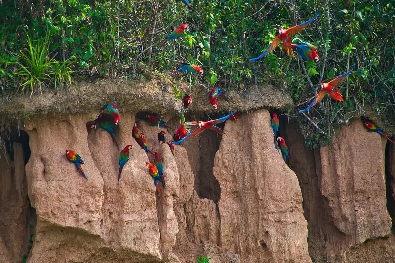 Scarlet Macaw photo