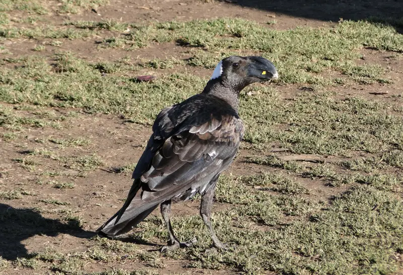 A Thick-billed Raven (corvus crassirostris) near Sankaber Camp in the Simien Mountains National Park, Ethiopia