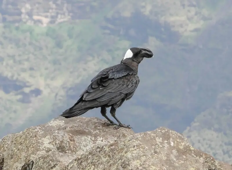 A Thick-billed Raven (corvus crassirostris) in the Simien Mountains National Park, Ethiopia