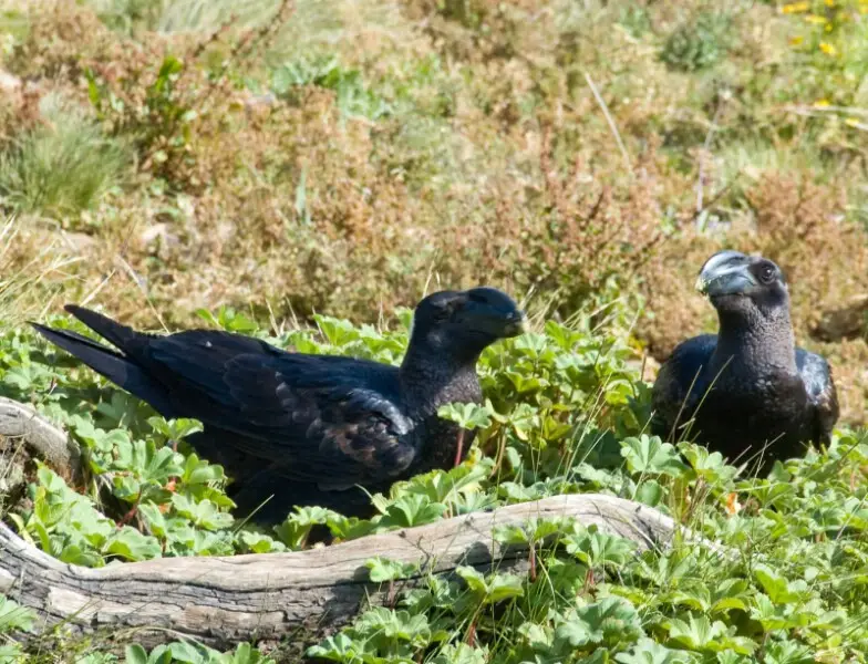 I came across this charming pair of Thick-billed Ravens (Corvus crassirostris) on the grounds of the Simien Lodge in the Simien Mountains of Ethiopia.
According to Wikipedia, the Thick-billed Raven is the largest member of its family, the Corvids, which i
