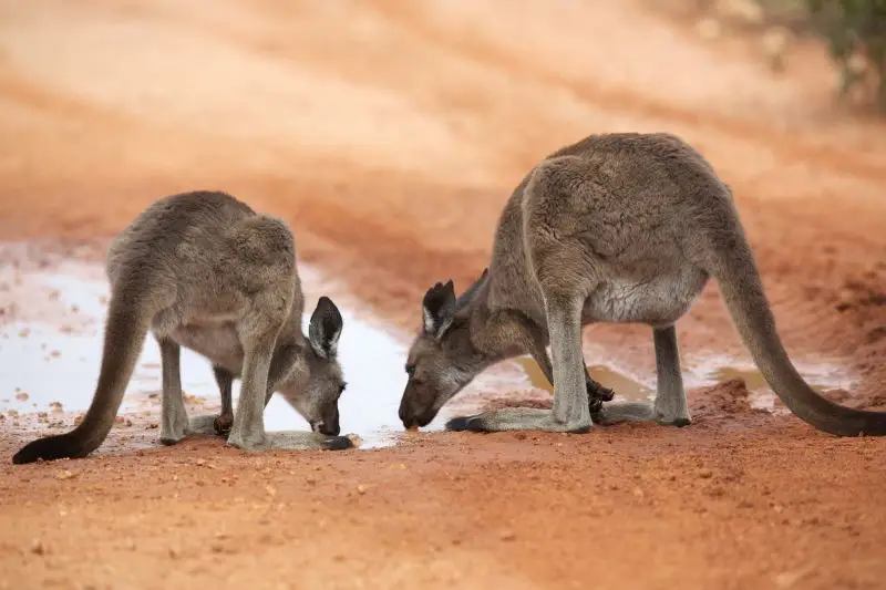 thirsty roos