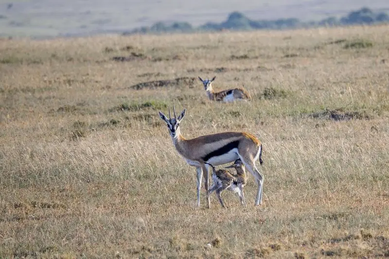 Thomson's Gazelle  / Lake Nakuru  National Park / Kenya