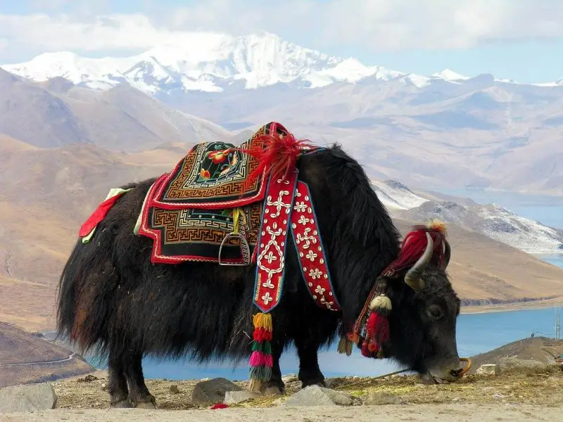 Tibet-5812 - Yak at Yundrok Yumtso Lake