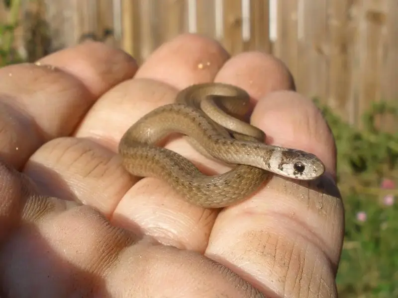 Tiny Snake (In The Sun)