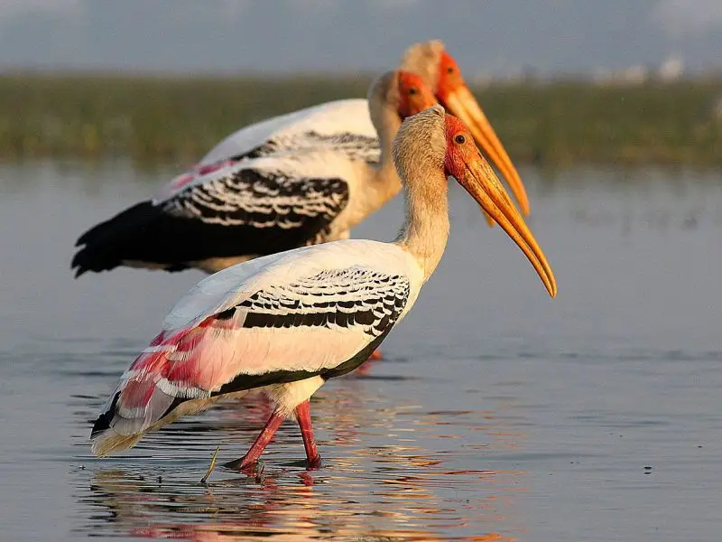 Painted Stork photo