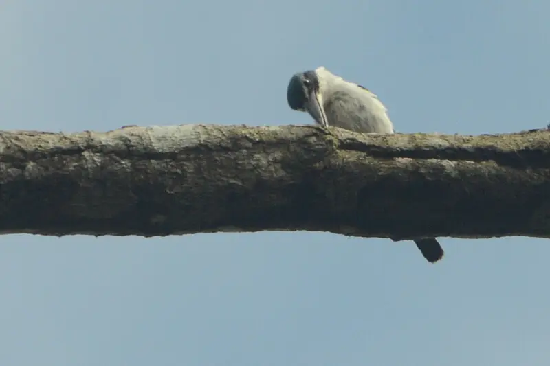 Talaud Kingfisher (Todiramphus enigma) at Salibabu Island, Talaud Islands Regency, North Sulawesi