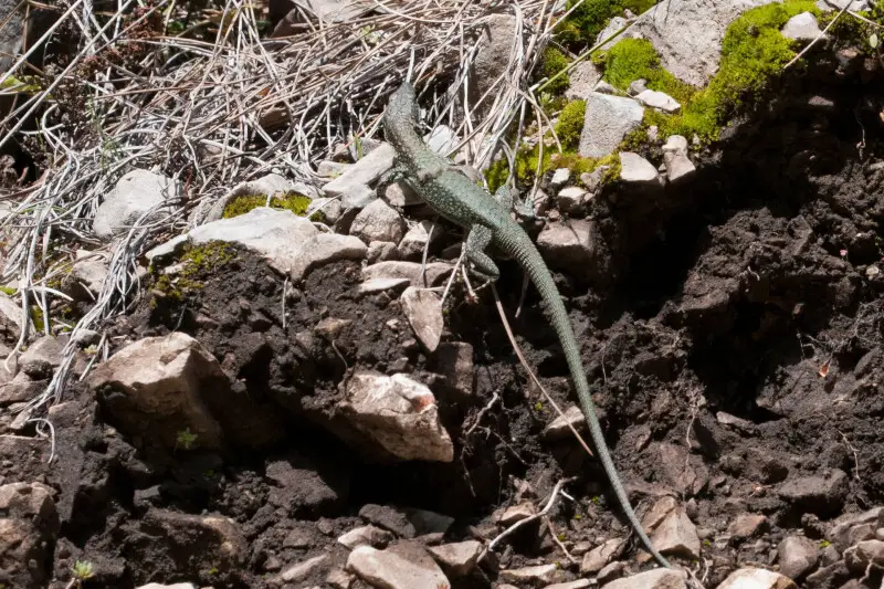 A skin regenerating Danford's Lizard (Anatololacerta danfordi) in the Canyon Kap?kaya, Karaisal? - Adana, Turkey