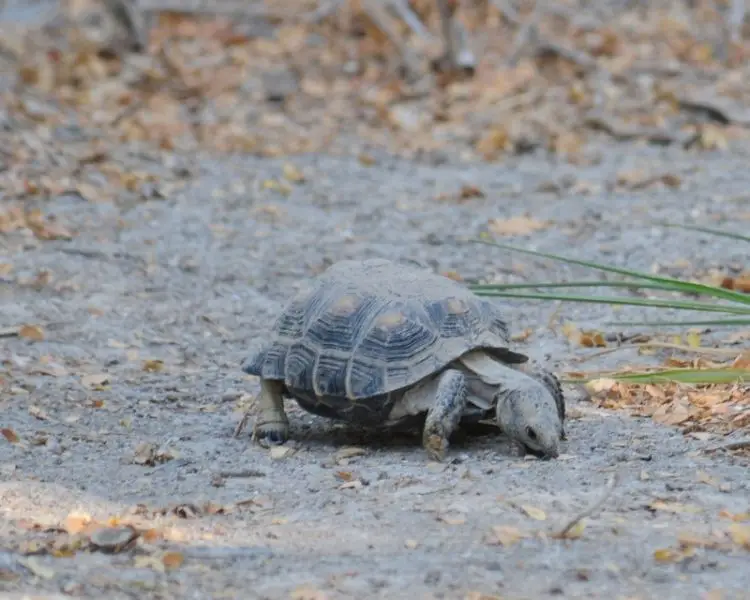 Tortoise, Bentsen-Rio Grande Valley State Park, Texas