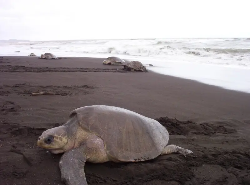 Olive ridley sea turtle - Facts, Diet, Habitat & Pictures on Animalia.bio