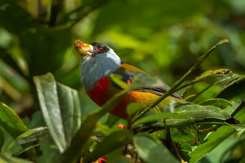 can a barbet live in colombia